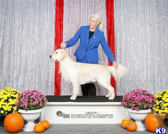 EarthAngelGoldens Picture 2